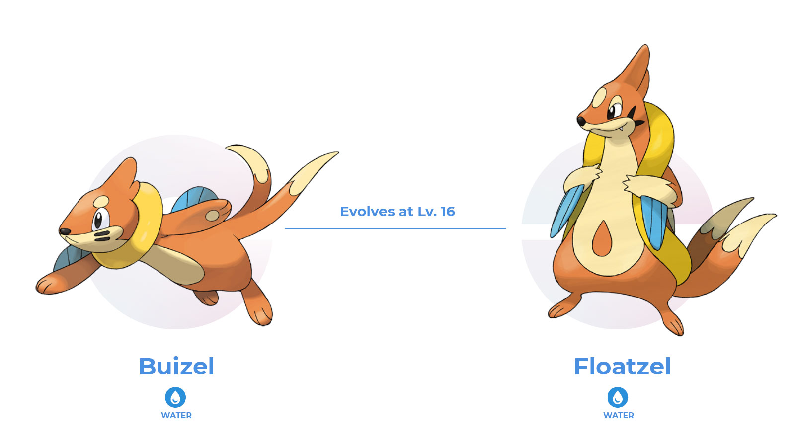 pokemon buizel evolution chart